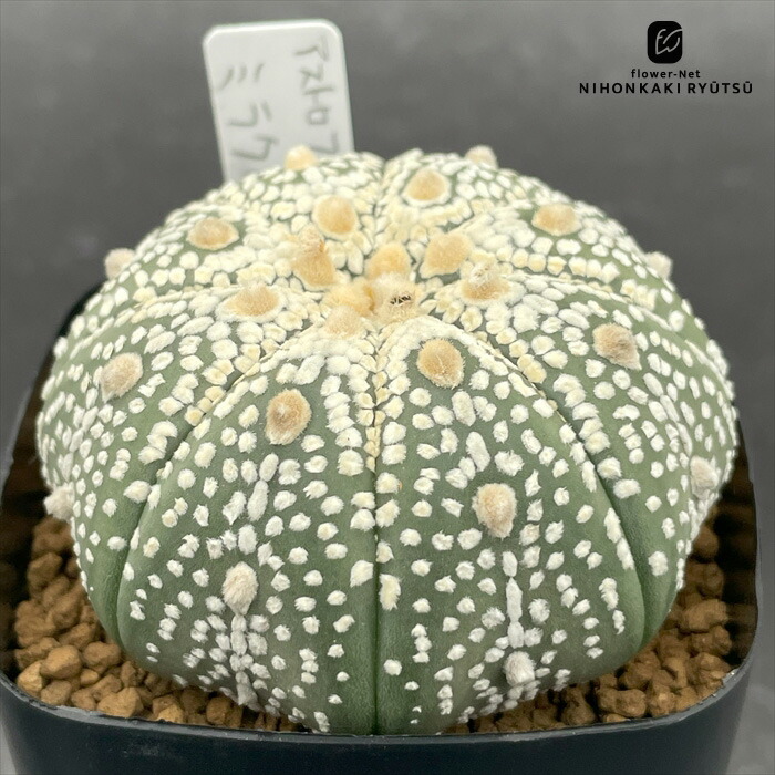 楽天市場】天才IQ280 ノウミソサボテン ブレインカクタス 3号