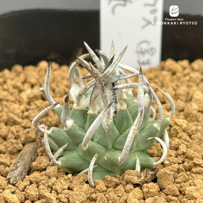 楽天市場】caツルビニカルプス 昇竜丸 0918-10 2.5号鉢 サボテン 現品