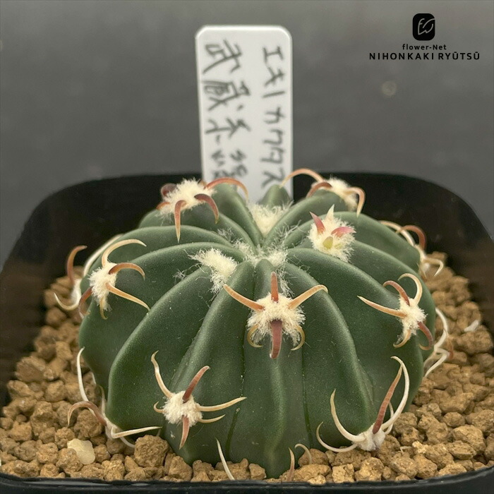 サボテン・多肉植物＞狂い刺王綾波 綾波武蔵 サボテン 多肉植物 (7