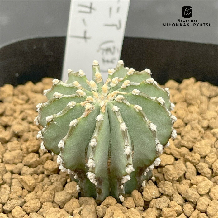 ゲオヒントニア・メキシカーナ (二頭・台付）　抜き苗 sensyuu様専用 ゲオヒントニア・メキシカーナ (二頭・台付） 抜き苗