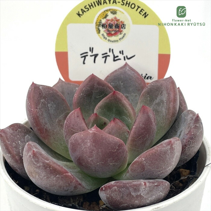 楽天市場】多肉植物 oriミックスベリア No.044 龍鱗蓮華 多肉植物 お