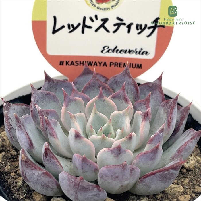フィオナ錦　ビッグサイズ　多肉植物　エケベリア 楽天市場】多肉植物 kswエケベリア ピンクプリティ錦 柏屋商店