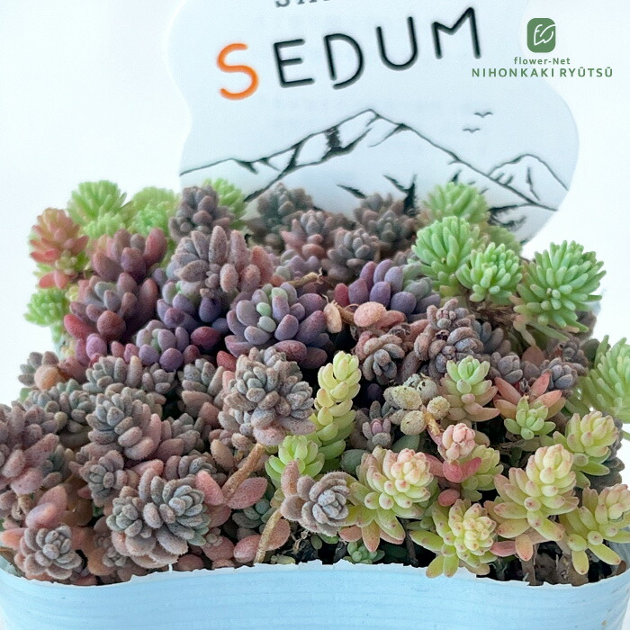 a*»様 おらいさん苗 ミックスベリア 068 ヴィンテージレター【札付き】 楽天市場】多肉植物 oriミックスベリア No.068 ヴィンテージ