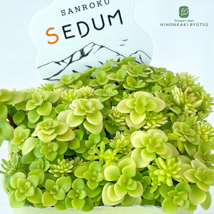 古都の葉小桃いろは 札つき！！ コトノハ》多肉植物 古都の葉小桃