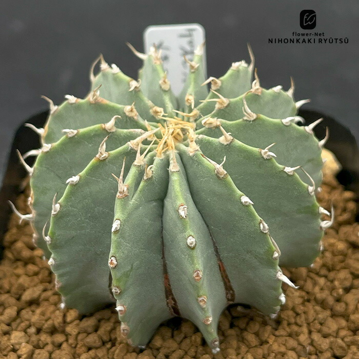 楽天市場】サボテン：ゲオヒントニア メキシカーナ 実生*幅3cm