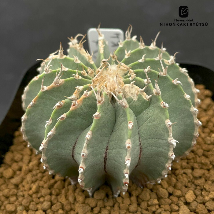 Ramat Planter #318× ゲオヒントニア メキシカーナ 楽天市場】サボテン：ゲオヒントニア メキシカーナ 実生*幅4cm