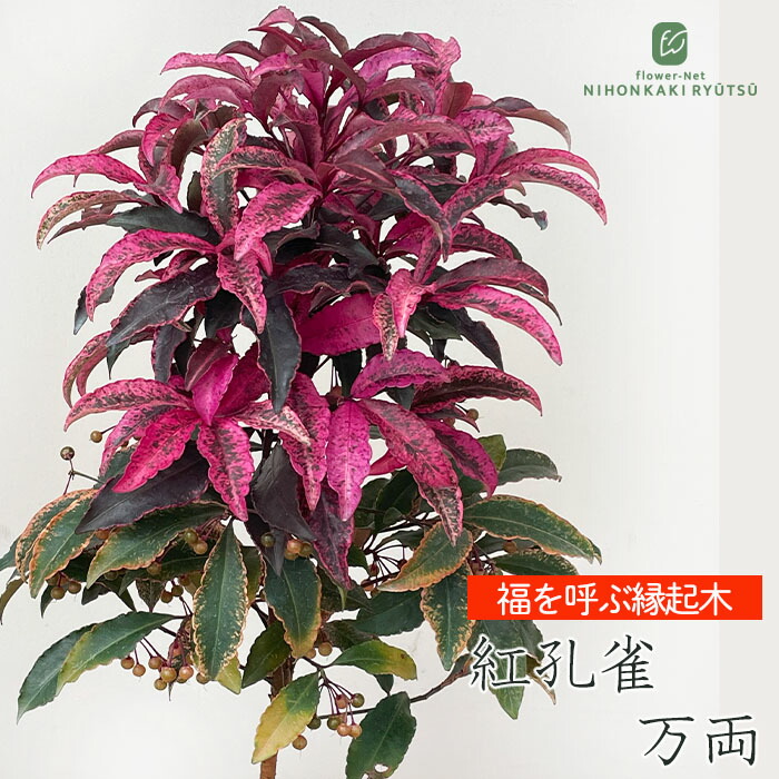 紅孔雀 万両 10.5cmポット 送料無料 マンリョウ お祝い お歳暮 お正月 縁起物 ギフトプレゼント 鉢植え 鉢花画像