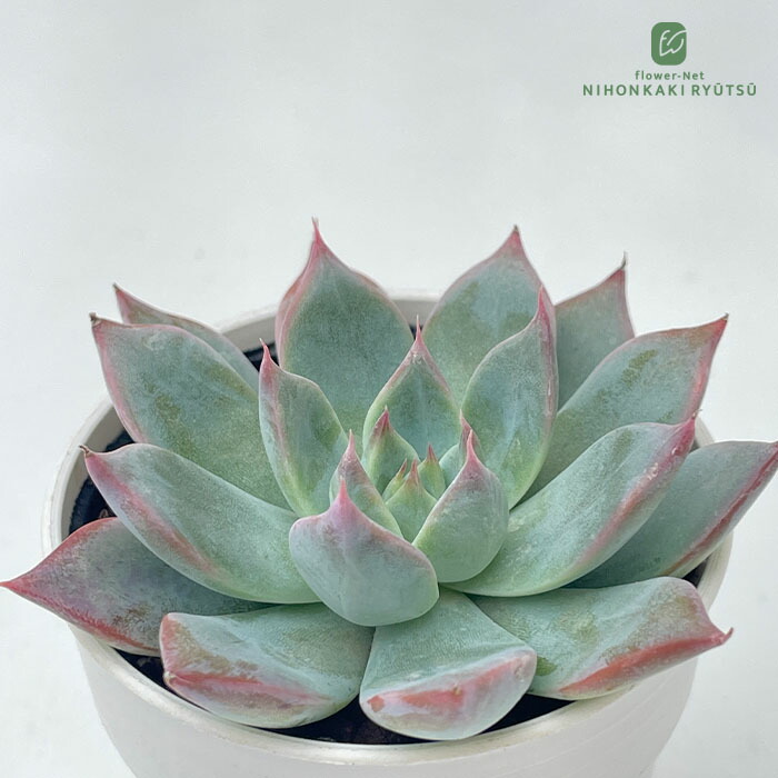 楽天市場】多肉植物 エケベリア ピーチプリデ錦 6cmポット 観葉