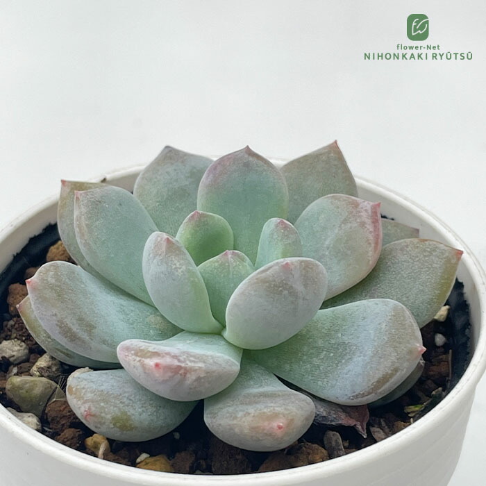 楽天市場】多肉植物 hxエケベリア ラウリンゼ×（ロメオ×プロリフィカ