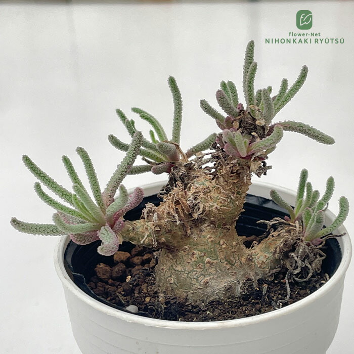 楽天市場】多肉植物 caドルステニア ギガス 実生苗 送料無料