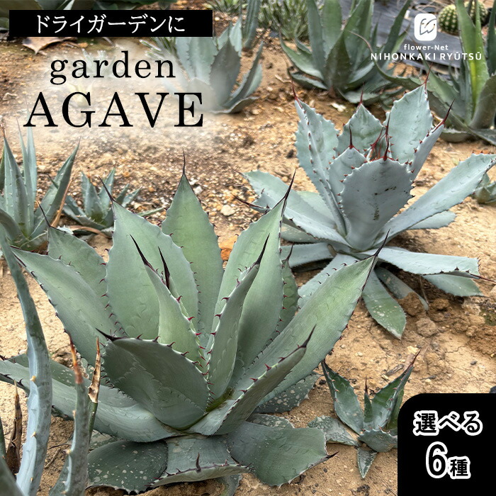 楽天市場】多肉植物 sdアガベ 吉祥冠錦 多肉植物 アガベ 3.5号鉢