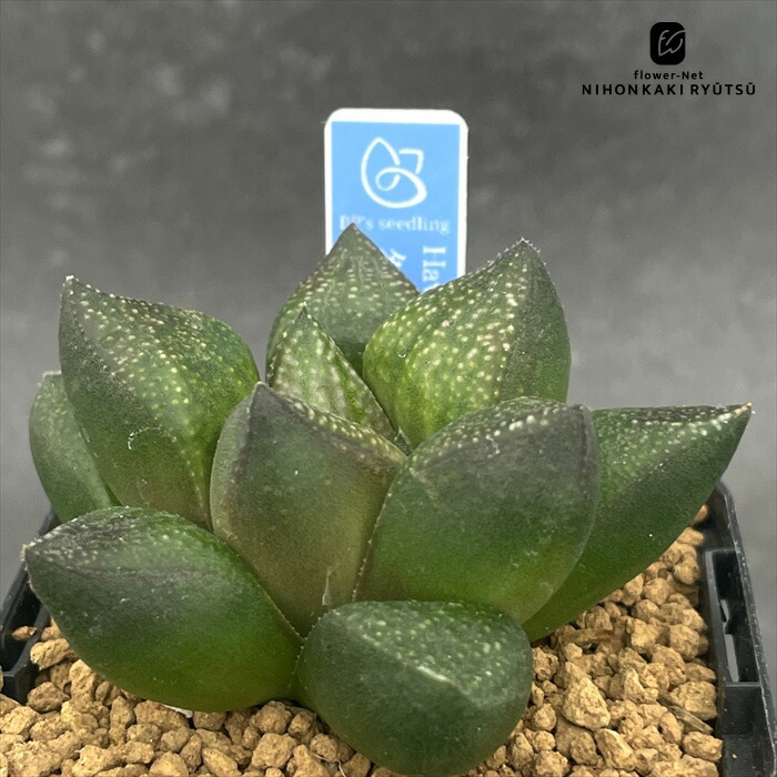 楽天市場】多肉植物 bphハオルチア 川蝉×グロエネワルディ 0929-060