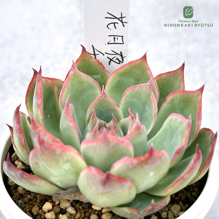 楽天市場】多肉植物 oriミックスベリア No.060 桜鬼 多肉植物 お