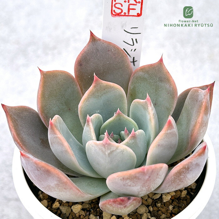 楽天市場】多肉植物 oriミックスベリア No.063 プラチナローズ