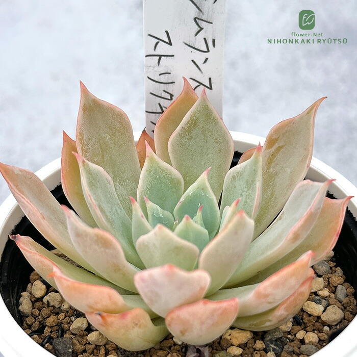 楽天市場】多肉植物 PKSFエケベリア IGリンゼアナ×ロメオルビン