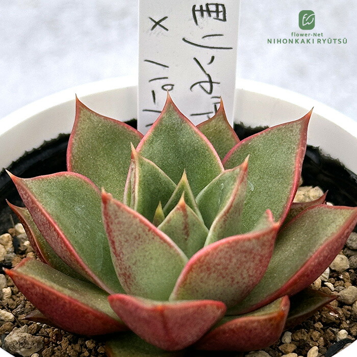 楽天市場】多肉植物 PKSFエケベリア IGリンゼアナ×ロメオルビン