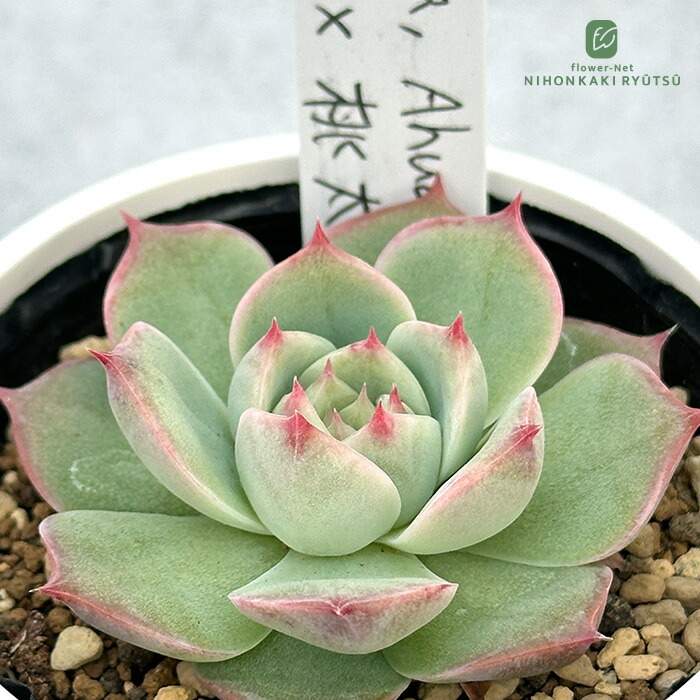 多肉植物 エケベリア P.K.S.F苗 命名株 ぼんぼり 多肉植物 エケベリア P.K.S.F苗 命名株 ぼんぼり