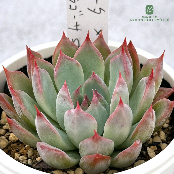 miso苗⭐️ロメオルビン×ケッセルリンゼアナ⭐️ミソさん 多肉 エケベリア miso苗⭐️ラパス×中里リンゼアナ⭐️ミソップさん 多肉