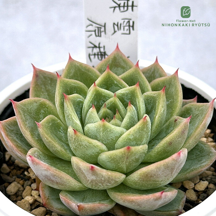 多肉植物 エケベリア 臼田リンゼアナ クローン Yahoo!オークション - 臼田リンゼアナ実生 子株 クローン 多肉植物