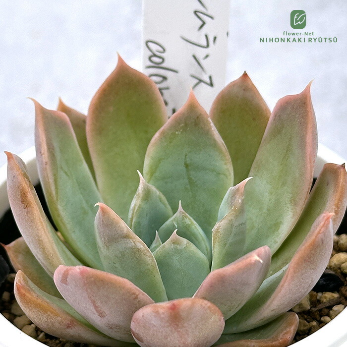 楽天市場】多肉植物 PKSFエケベリア 中里リンゼアナ×ロメオルビン 多肉