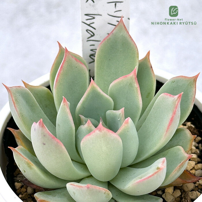 楽天市場】多肉植物 PKSFエケベリア リンゼアナ×臼田リンゼアナ