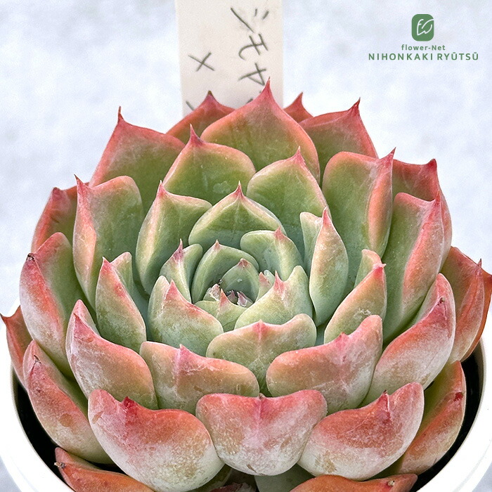 楽天市場】多肉植物 oriミックスベリア No.026 ブルーベリー 楽天市場】多肉植物 oriミックスベリア No.026 ブルーベリー