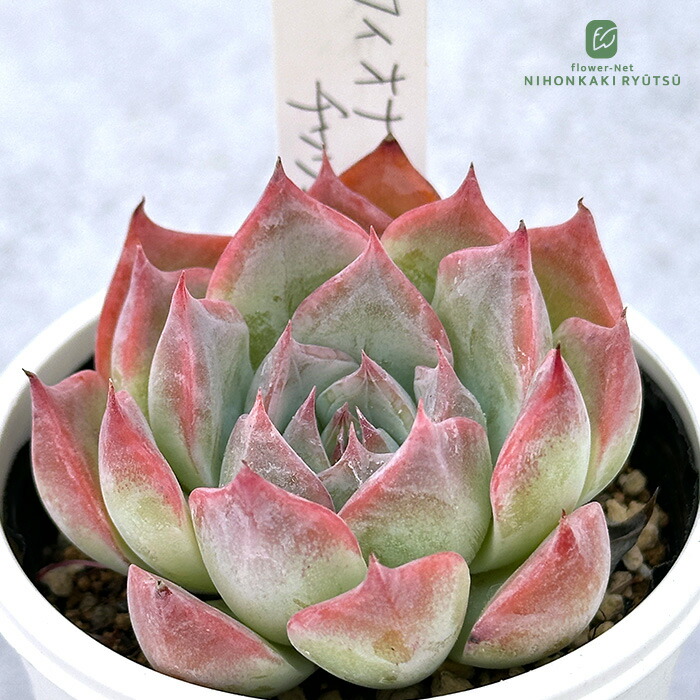 楽天市場】多肉植物 PKSFエケベリア コロラータ×ホーリンゼ 多肉植物 P