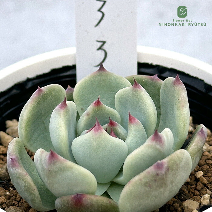 ♥マジョリカ様♥丸葉フラメンコ錦です(*^^*)　エケベリア　多肉植物 楽天市場】多肉植物 O'sエケベリア メキシコプリドニス