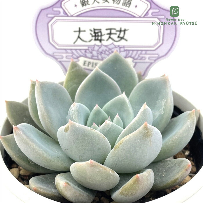 楽天市場】多肉植物 yukエケベリア くま蜂 多肉植物 優木園さんの苗