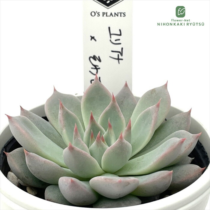 楽天市場】多肉植物 O'sエケベリア 青典牡丹 多肉植物 O's PLANTS