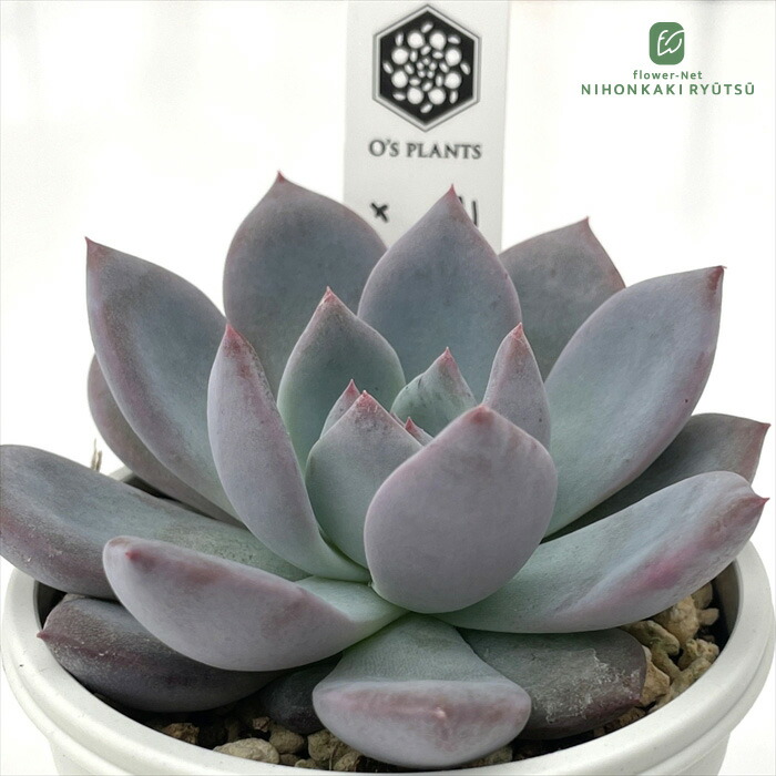 楽天市場】多肉植物 O'sエケベリア ユリアナ×La paz 多肉植物 楽天市場】多肉植物 O'sエケベリア ユリアナ×La paz 多肉植物