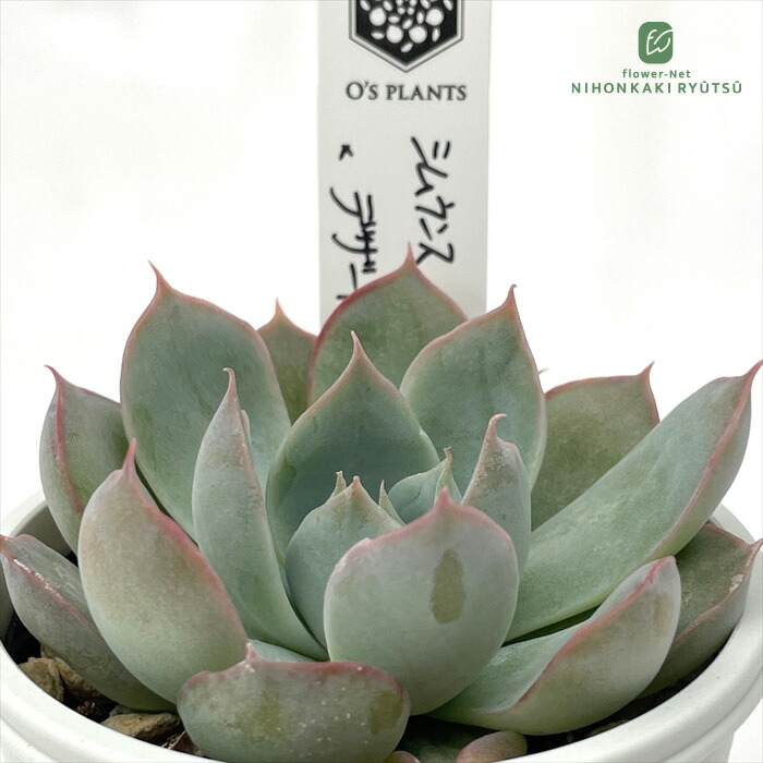 楽天市場】多肉植物 O'sエケベリア メキシコプリドニス×ホリコロ 多肉