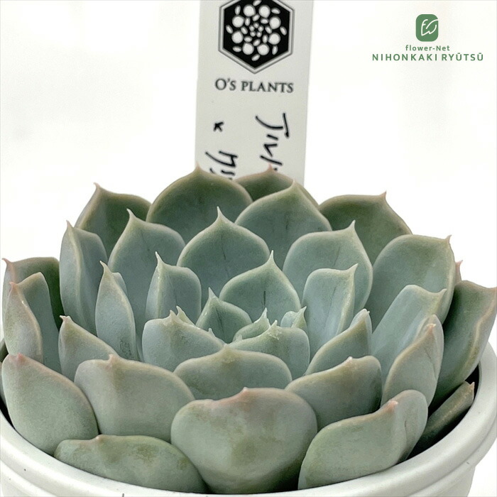 楽天市場】多肉植物 O'sエケベリア キングクリムゾン×クリス