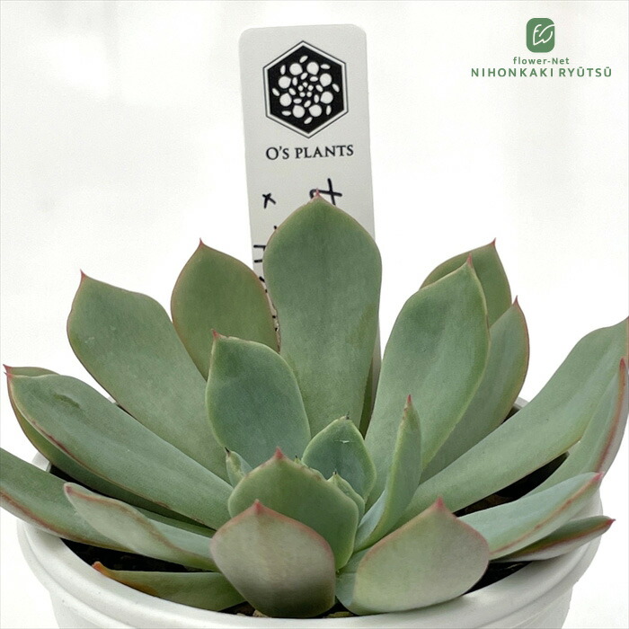 親株 超デカベリア 札付き✡️ラウリンゼ×青典牡丹✡️多肉 オーズさん 11