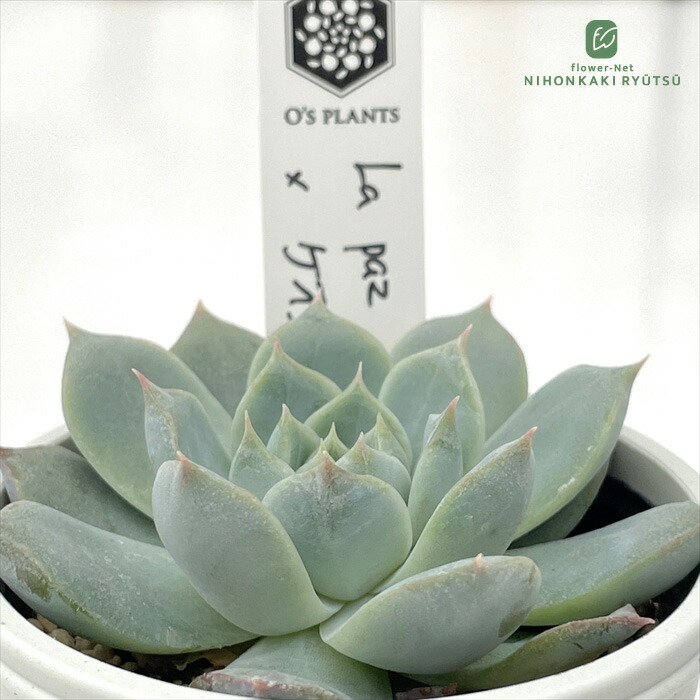 オーズプランツさん苗コロラータアテマハック×シンフォロサナム他3点セット 多肉植物 O'sセデベリア コロラータアテマハック×シンフォロサ