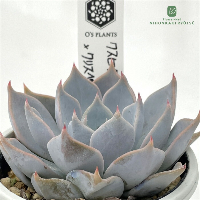 楽天市場】多肉植物 O'sエケベリア コロラータアテマハック