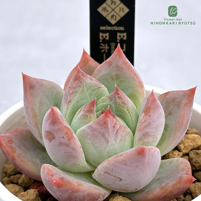 楽天市場】多肉植物 oriミックスベリア No.008 ちょこん 多肉植物 お