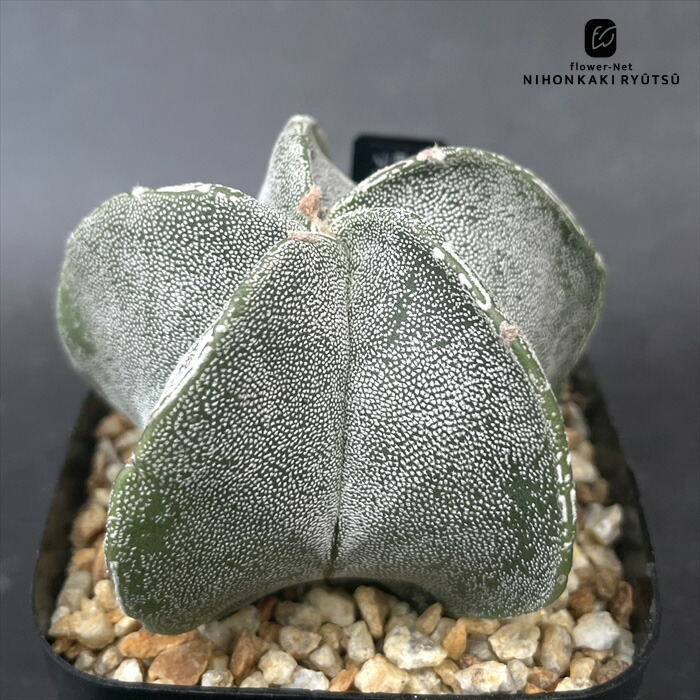 楽天市場】caアストロフィツム 三角ランポー玉 サボテン 7.5cmポット