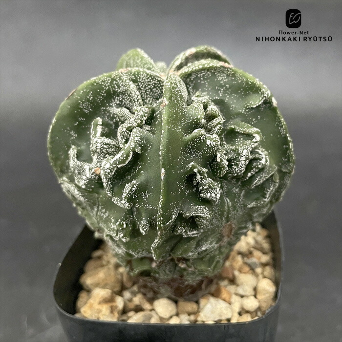 楽天市場】☆NEW!【現品・現物】サボテン・エキノフォスロ