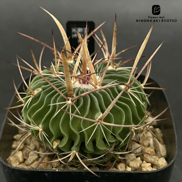 アウストロカクタス　17種類セット+実生ちび苗 アウストロカクタス 17種類セット+実生ちび苗 - メルカリ