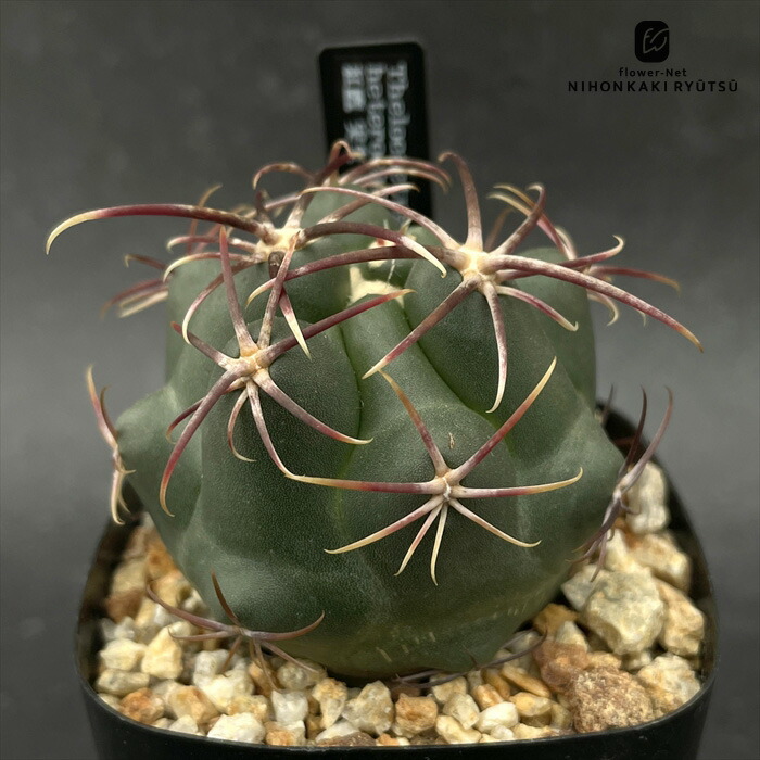 楽天市場】サボテン：テロカクタス 紅鷹 T氏実生*幅4.5cm