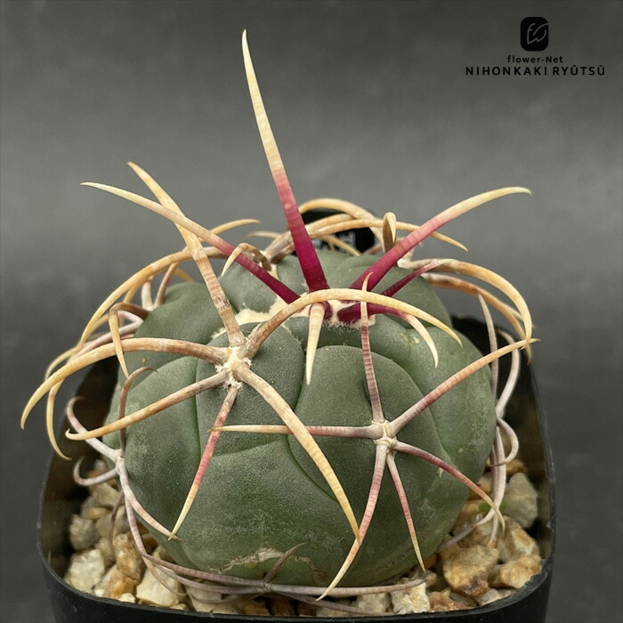 楽天市場】caフェロカクタス 赤刺 金冠竜 サボテン 7.5cmポット
