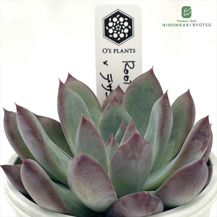 オーズプランツさん苗コロラータアテマハック×シンフォロサナム他3点セット 楽天市場】多肉植物 O'sエケベリア コロラータアテマハック