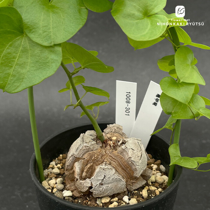 楽天市場】多肉植物 caブルセラ ミクロフィラ 実生 1214-032