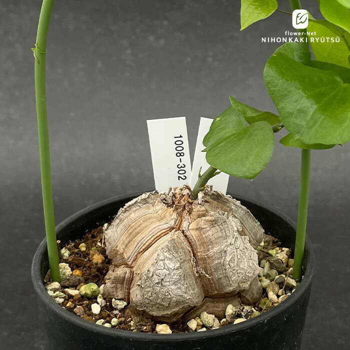 楽天市場】多肉植物 caブルセラ ミクロフィラ 実生 1214-033 多肉植物