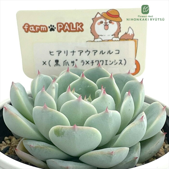 楽天市場】多肉植物 annaエケベリア （中里リンゼアナ×コロラータ