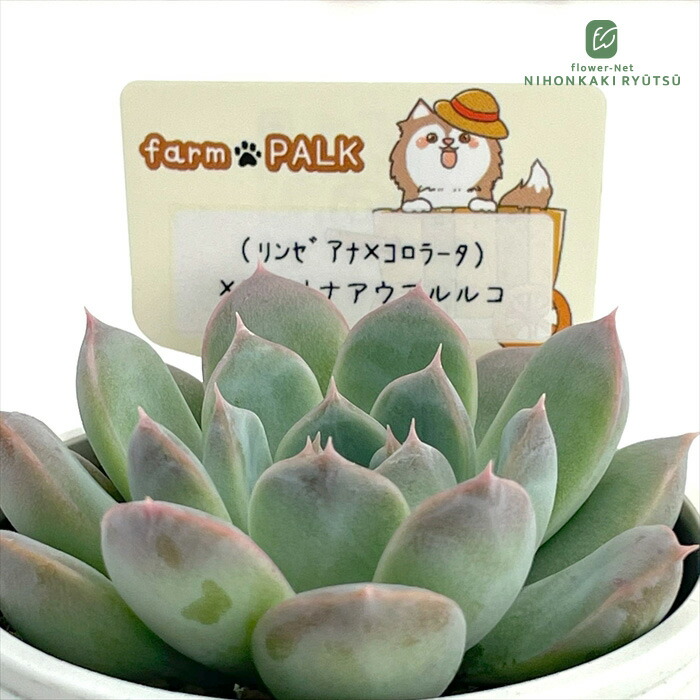 楽天市場】多肉植物 plkエケベリア コロラータアテマハック×リンゼアナ