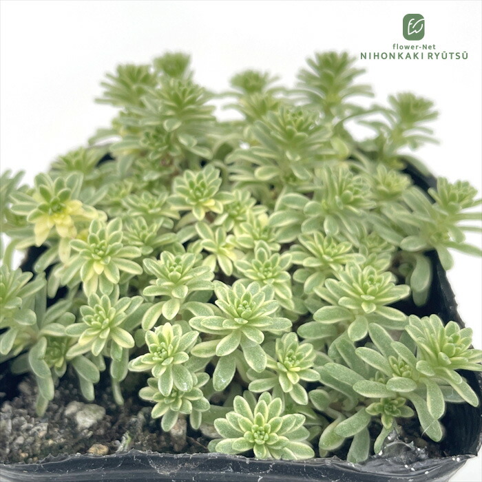 楽天市場】多肉植物 seセダム モリムラマンネングサ 7.5cmポット 多肉
