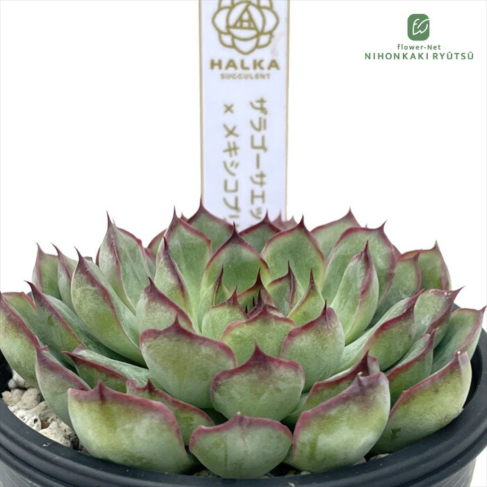 楽天市場】多肉植物 halkエケベリア Filou フィルー 多肉植物