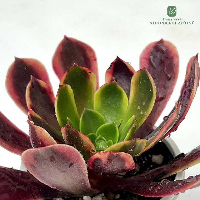 楽天市場】多肉植物 アエオニウム コーニッシュ トリビュート 矮性品種